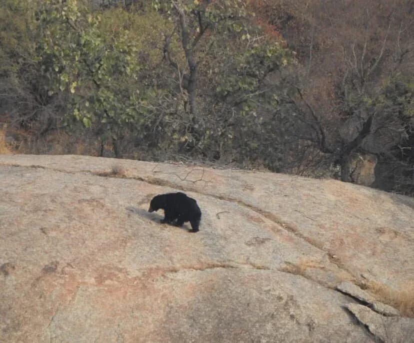 Jawai Jungle Safari