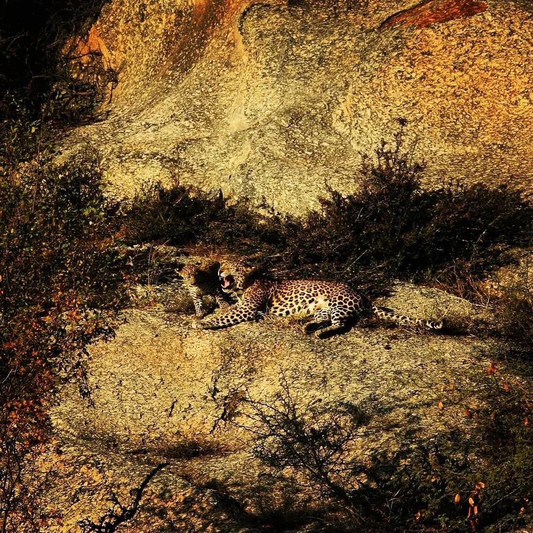 Sunrise Leopard Safari
