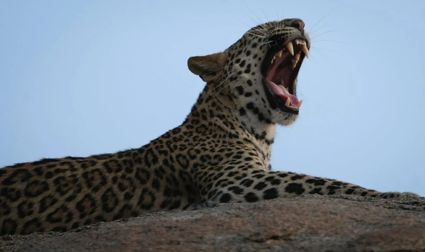 WildLife Photography