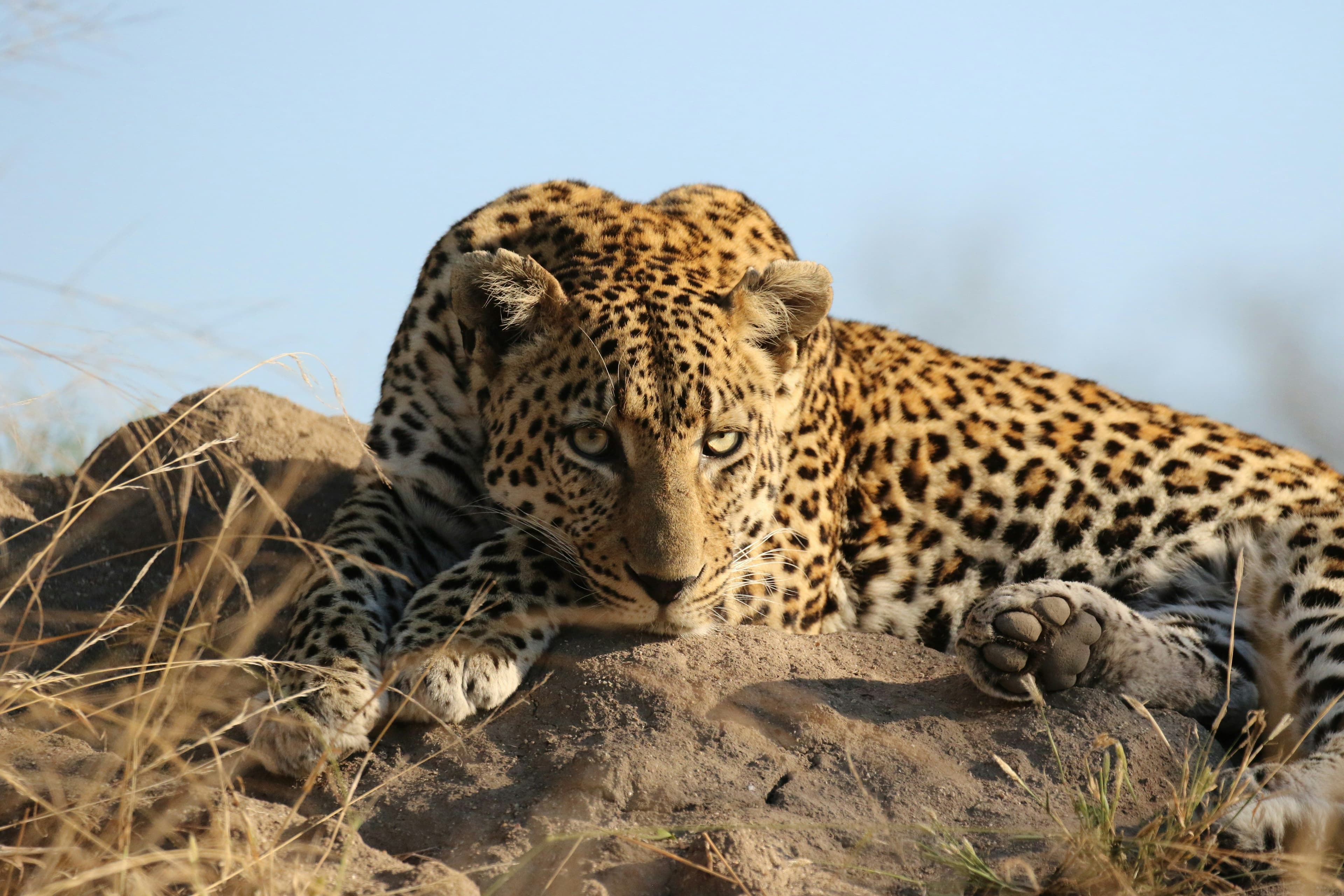Jawai Leopard Safari