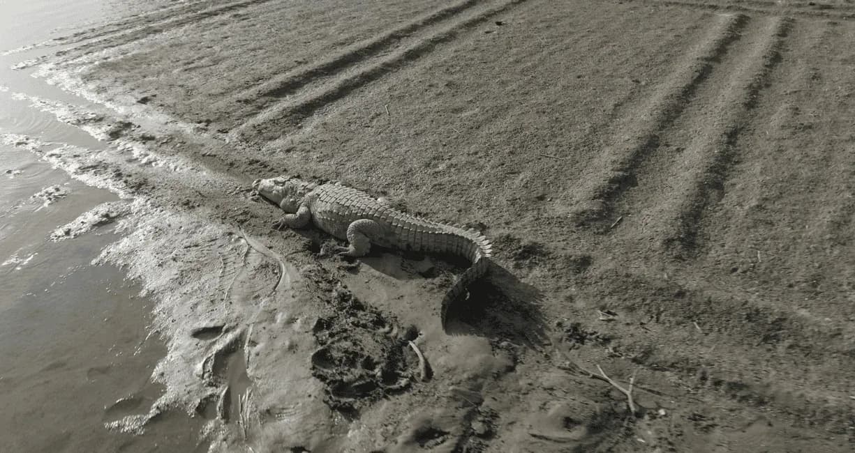 Crocodile Sighting in jawai