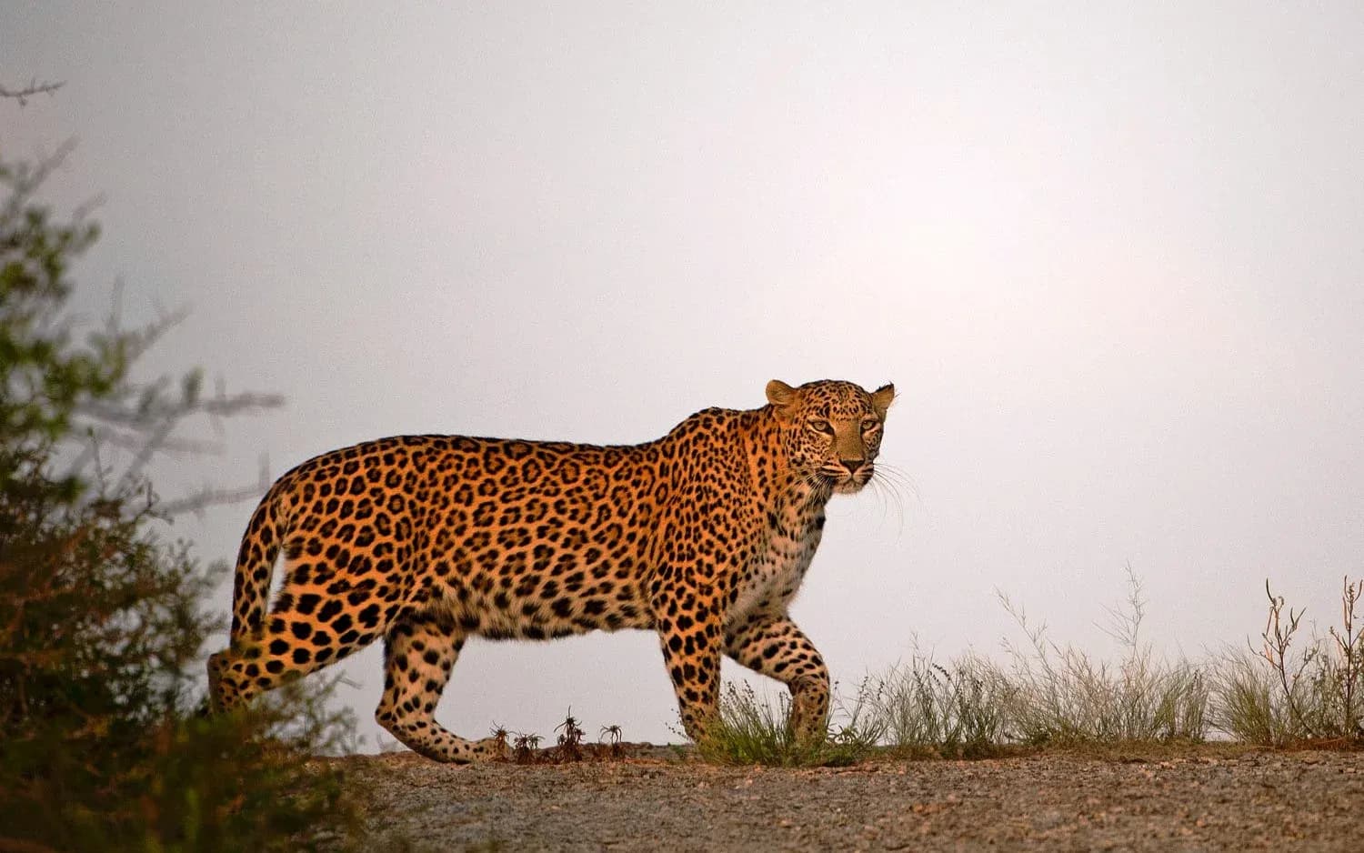 Sunrise & Sunset leopard Safari Combo