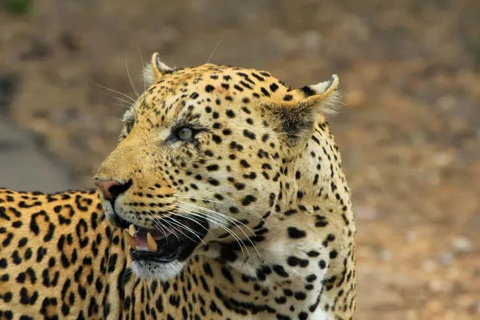 WildLife Photography