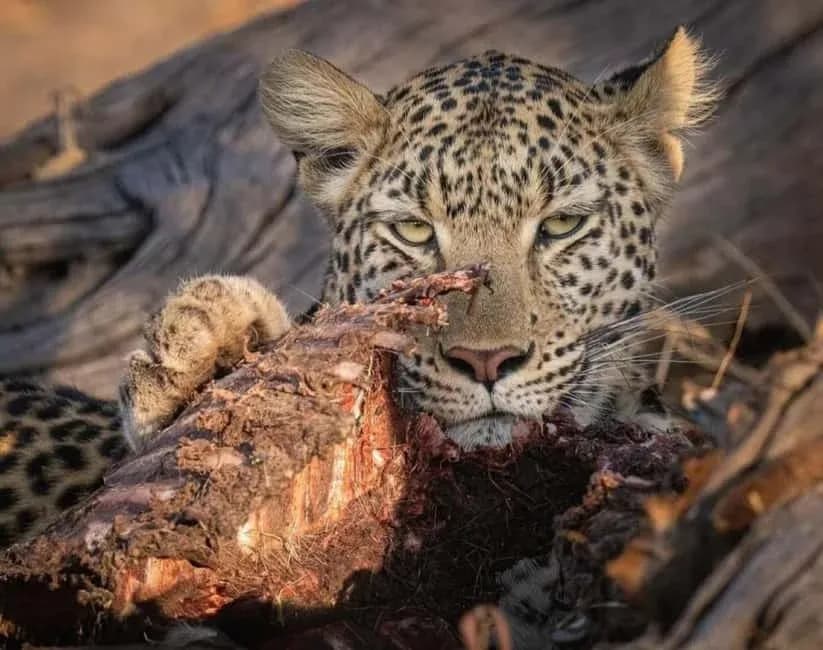 Wild Jawai to Royal Kumbhalgarh