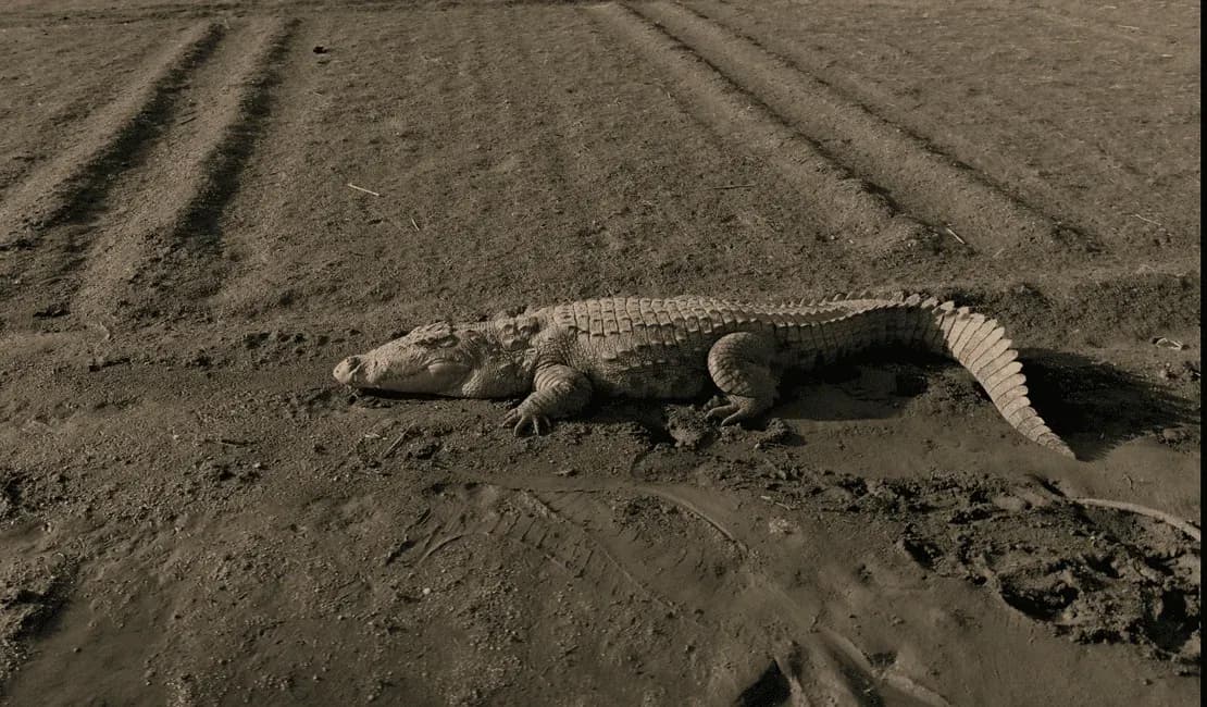 Crocodile Sighting in jawai