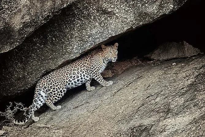 Wild Jawai to Royal Kumbhalgarh