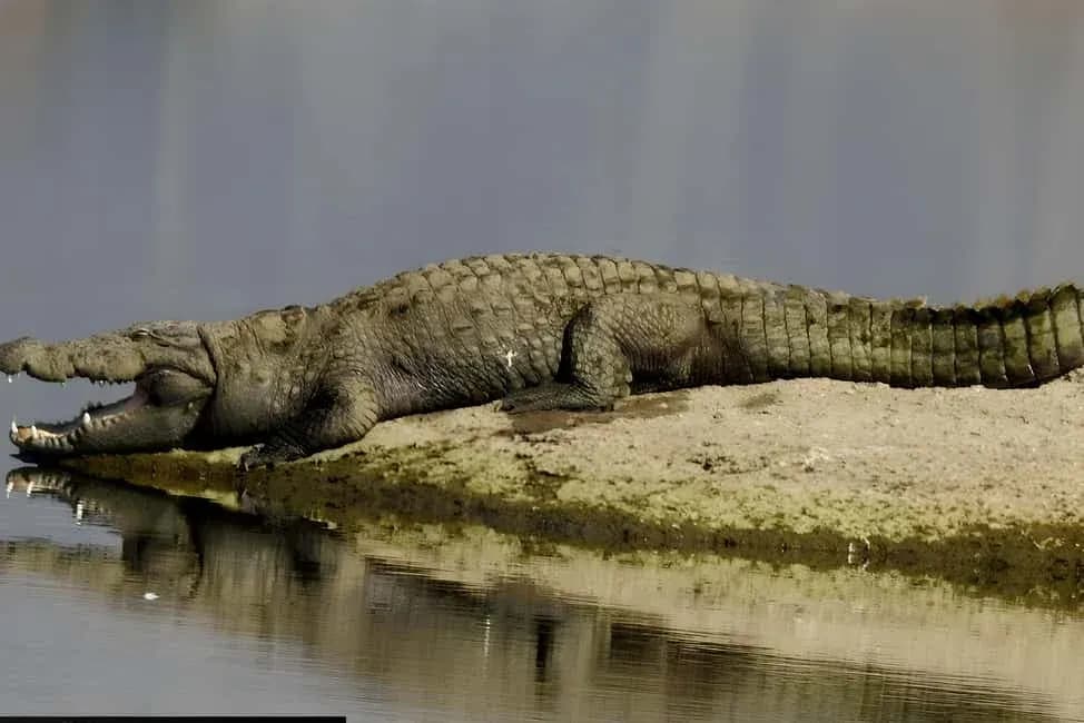 Crocodile Sighting in jawai
