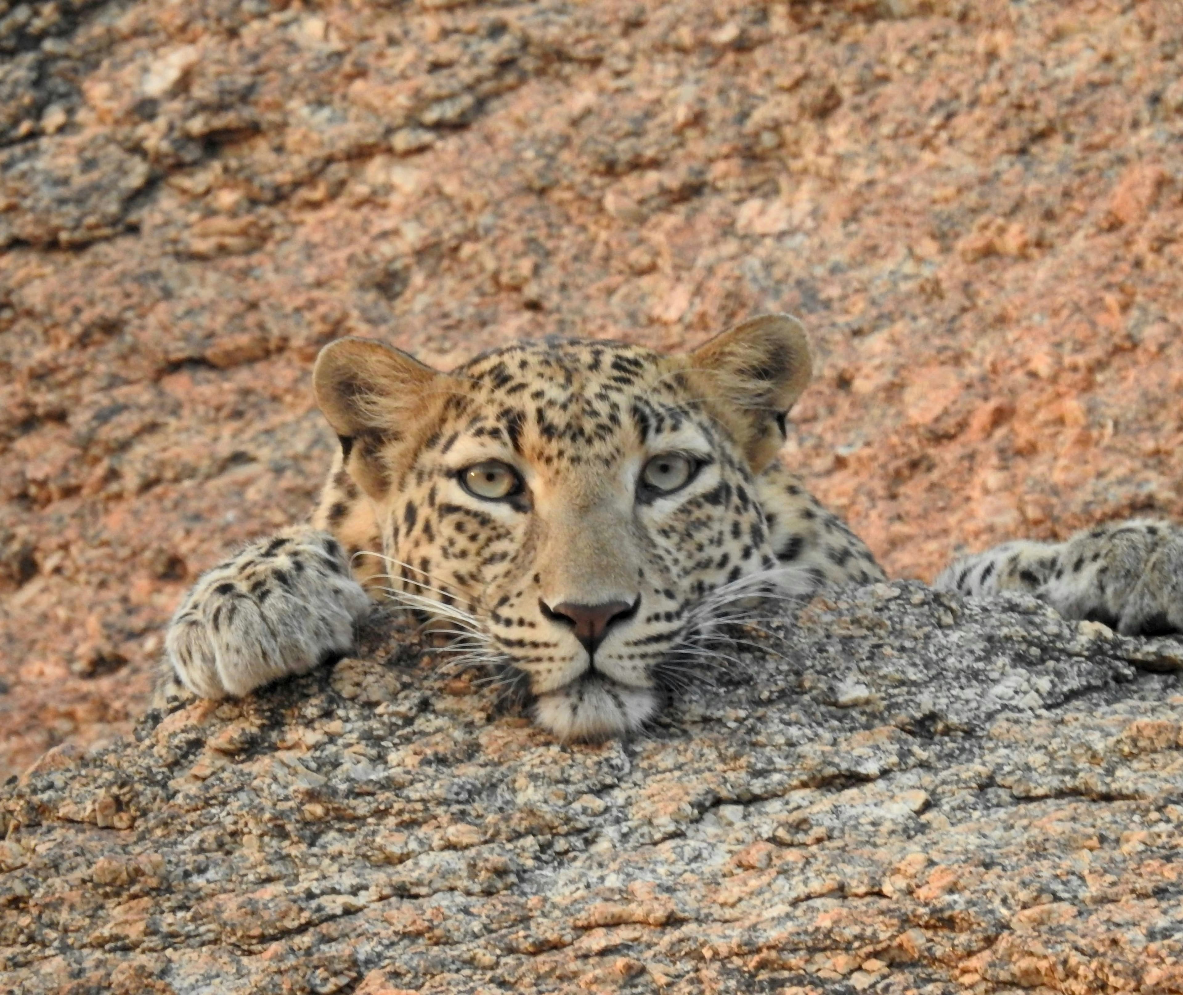 Jawai Leopard Safari