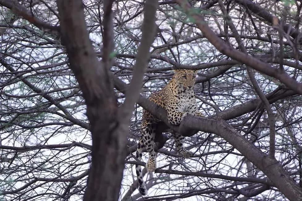 Jawai Jungle Safari