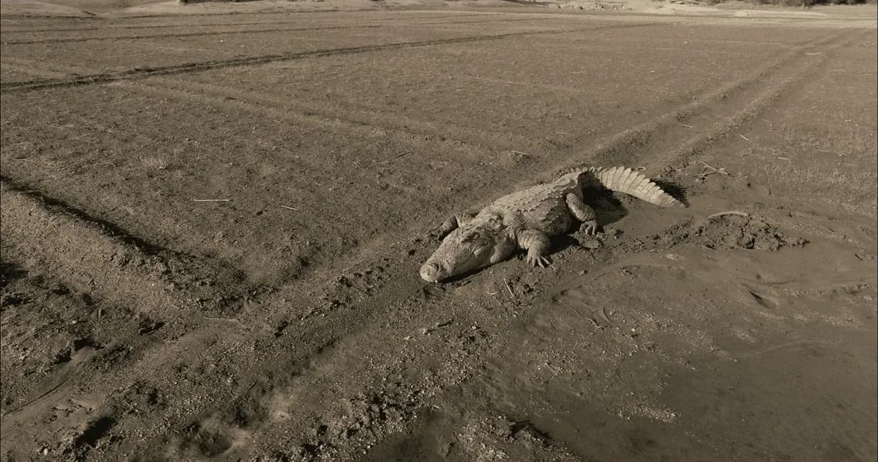 Crocodile Sighting in jawai