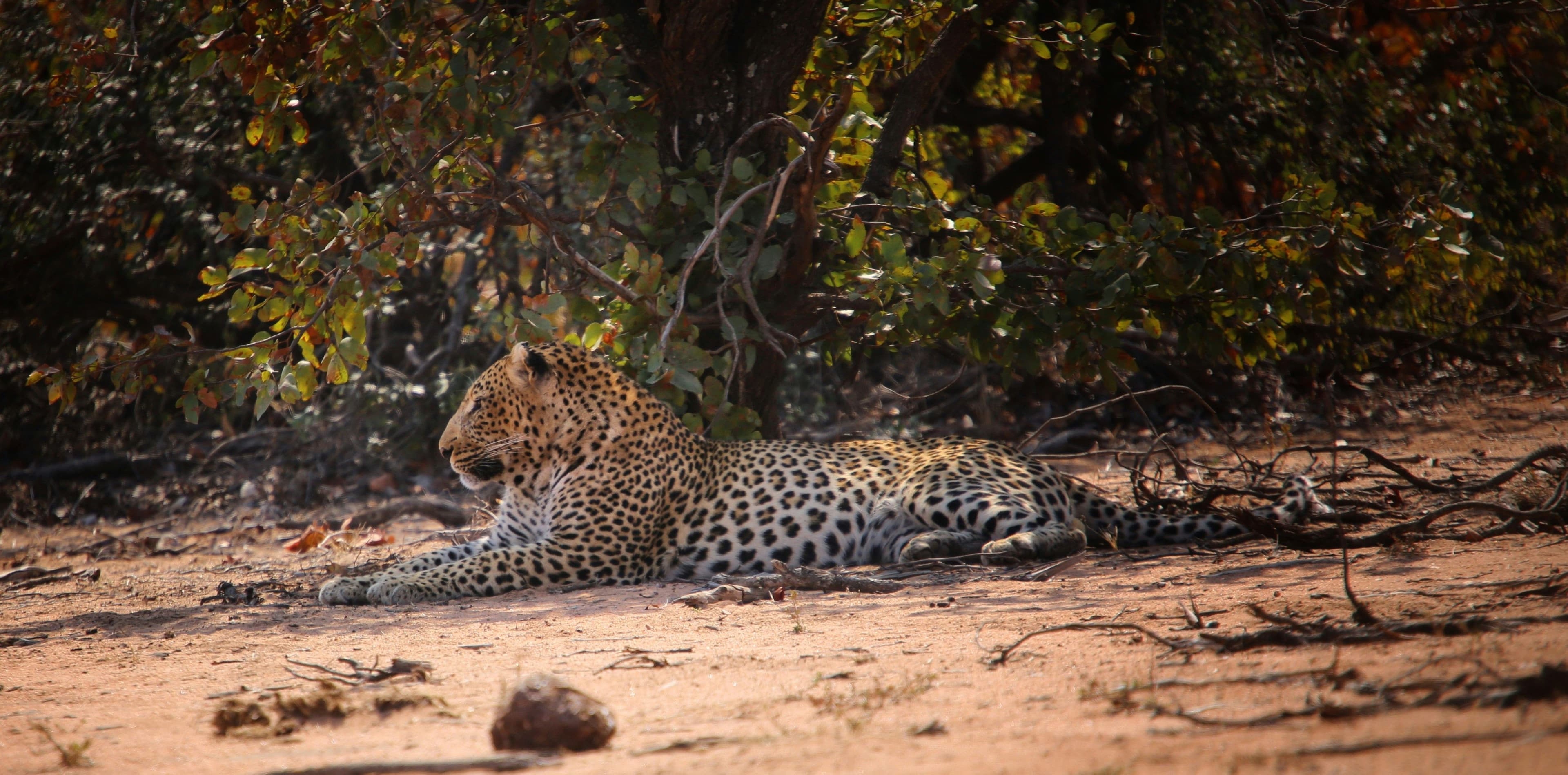 Jawai Leopard Safari