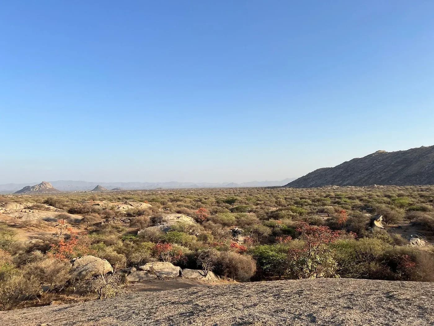 Jawai Jungle Safari