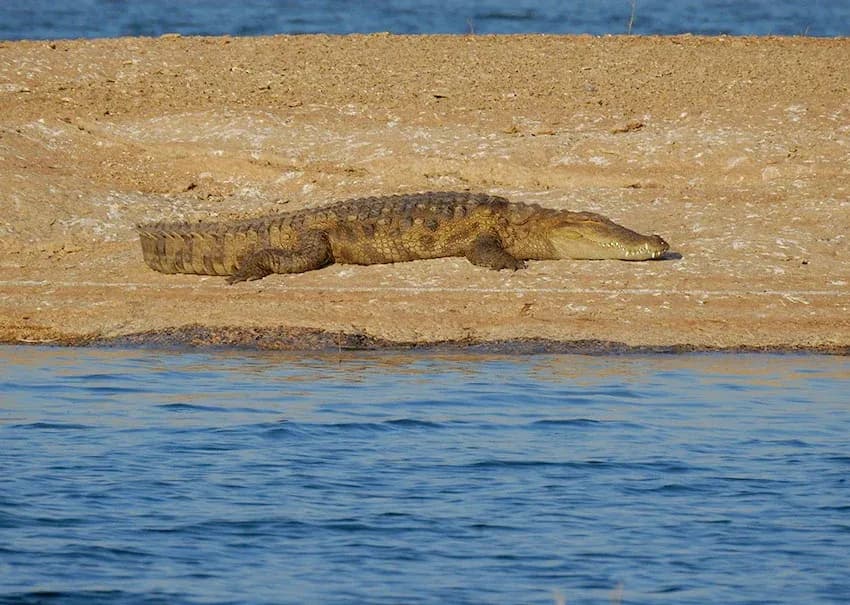 Crocodile Sighting in jawai