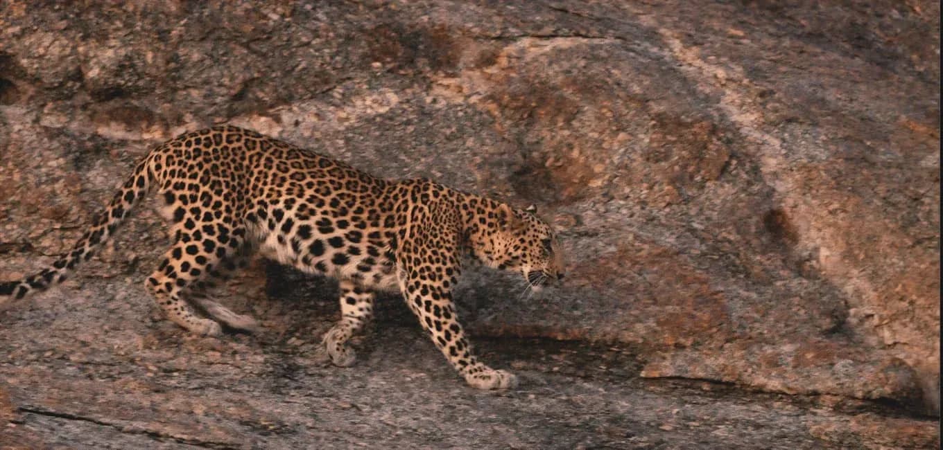 WildLife Photography